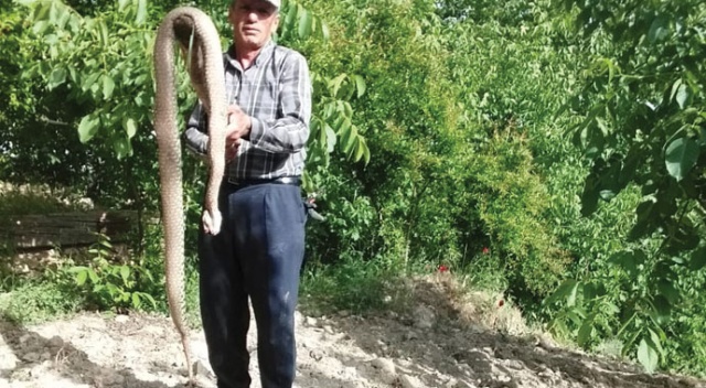 2,5 metre uzunluğunda ki yılan etkisiz hale getirildi