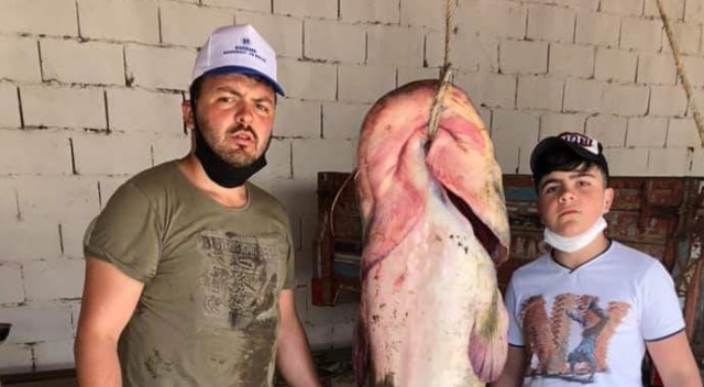 2 buçuk metre boyundaki 110 kiloluk balık görenleri hayrete düşürdü