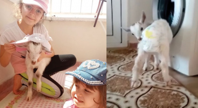 Bebek bezli keçiler apartmana taşındı Bebek bezli keçiler apartmana taşındı