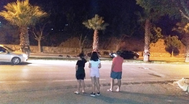 Bodrum’da şehre inen domuz ailesi ilgi odağı oldu Bodrum’da şehre inen domuz ailesi ilgi odağı oldu