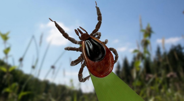 Bu defa kene için toplandılar Bu defa kene için toplandılar