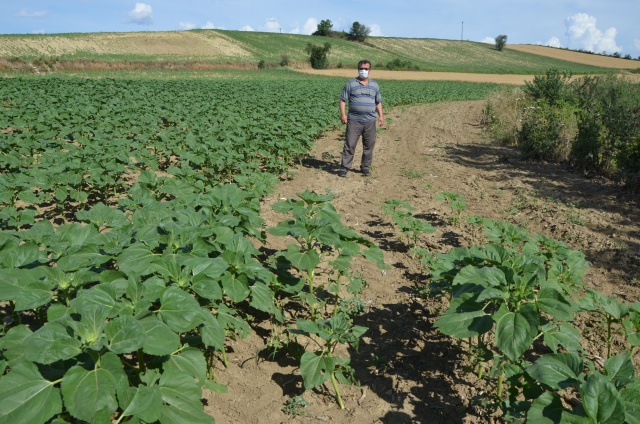 Çekirgeler tarlayı istila etti, zarar büyük