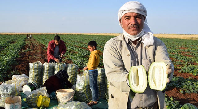 Dışı karpuz, içi kavun, tadı salatalık gibi! Hasat başladı