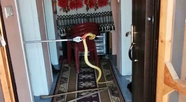Eve giren 2 metrelik yılan korku dolu anlar yaşattı