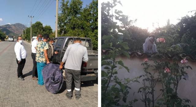 Firari maymunu yakalamak için ekipler seferber oldu