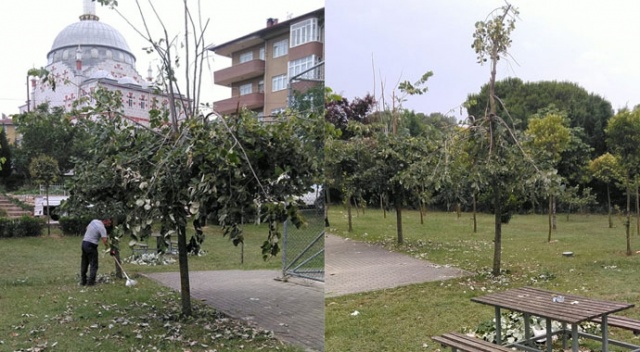 Gebze'de ıhlamur toplamak isteyen vatandaşlar ağaçları parçaladı Gebze'de ıhlamur toplamak isteyen vatandaşlar ağaçları parçaladı