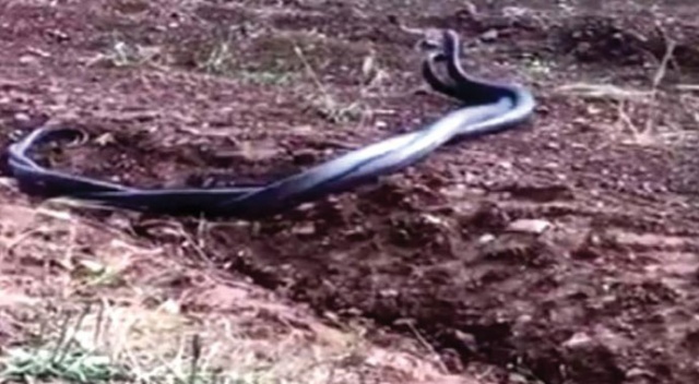 Hayrete düşüren görüntü! Siyah yılanların dansı böyle görüntülendi