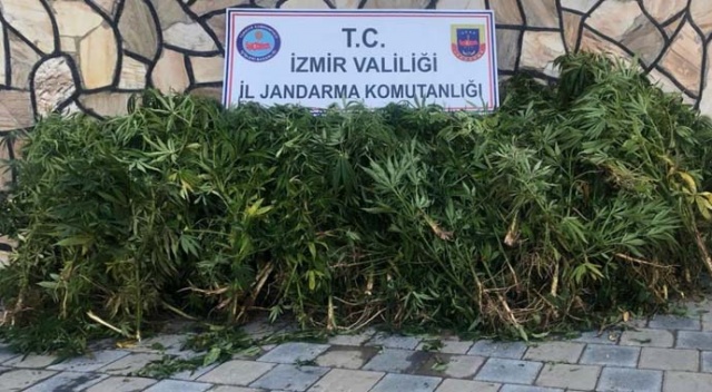 İzmir’de uyuşturucu operasyonu: 203 kök Hint keneviri ele geçirildi İzmir’de uyuşturucu operasyonu: 203 kök Hint keneviri ele geçirildi