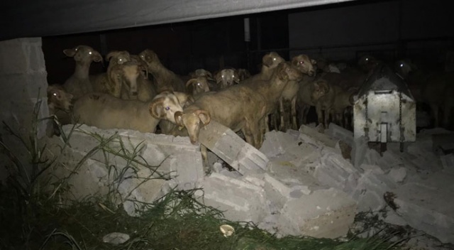 Kamyonetin ahıra dalmasıyla duvar göçtü, koyunlar şoka girdi