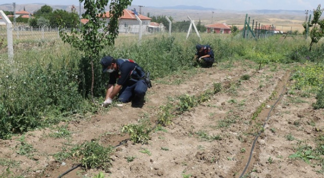 Kırıkkale'de 112 kök kenevir bitkisi ele geçirildi