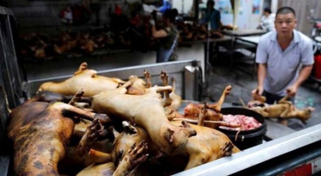 Koronavirüse sebep olan Çin yeni salgınlara davetiye çıkarıyor! Köpek eti festivali başladı Koronavirüse sebep olan Çin yeni salgınlara davetiye çıkarıyor! Köpek eti festivali başladı