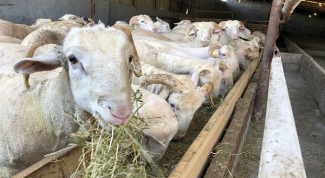 Kurban telaşı başladı, koçlar danalar görücüye çıktı Kurban telaşı başladı, koçlar danalar görücüye çıktı