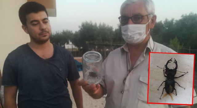 Nadir görülen geyik böceği Osmaniye’de ortaya çıktı