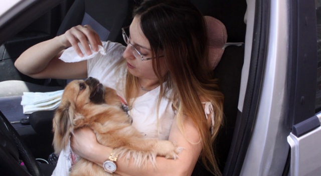 Sahibi tarafından arabada bırakılan Şanslı isimli köpek, duyarlı vatandaşlar sayesinde kurtuldu Sahibi tarafından arabada bırakılan Şanslı isimli köpek, duyarlı vatandaşlar sayesinde kurtuldu