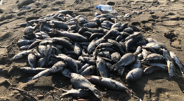 Toplu balık ölümlerine çamur akan Asi Nehri neden olmuş Toplu balık ölümlerine çamur akan Asi Nehri neden olmuş