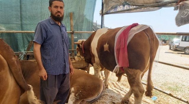 Ay-yıldızlı 'Zorbey' adlı boğa pazarın gözdesi oldu Ay-yıldızlı 'Zorbey' adlı boğa pazarın gözdesi oldu