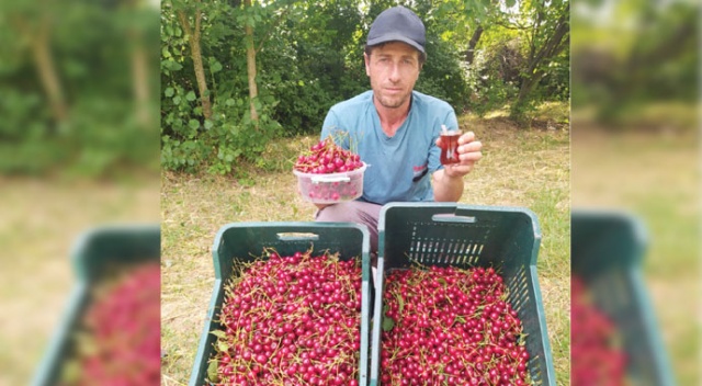 Bir kilo vişne, bir bardak çay fiyatına