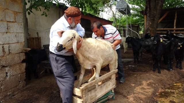 Bu koç, kilo ve fiyatta akranlarını üçe katladı Bu koç, kilo ve fiyatta akranlarını üçe katladı