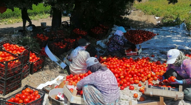 Çanakkale Domatesi tarlada kaldı Çanakkale Domatesi tarlada kaldı