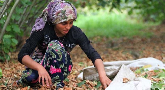 Çaydan sonra fındıkta işçi endişesi başladı Çaydan sonra fındıkta işçi endişesi başladı