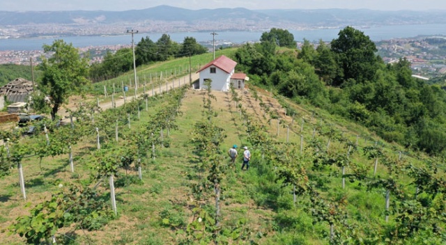 Emekli işçi, hibe desteği ile boş arazisine diktiği kivilerden 50 ton ürün aldı Emekli işçi, hibe desteği ile boş arazisine diktiği kivilerden 50 ton ürün aldı