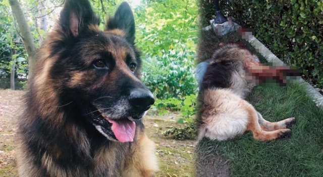 Eşini ısıran köpeği silahla vurdu