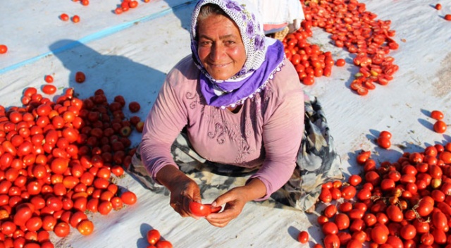 İtalya’nın pizzasına, ABD’nin hamburgerine Torbalı domatesi