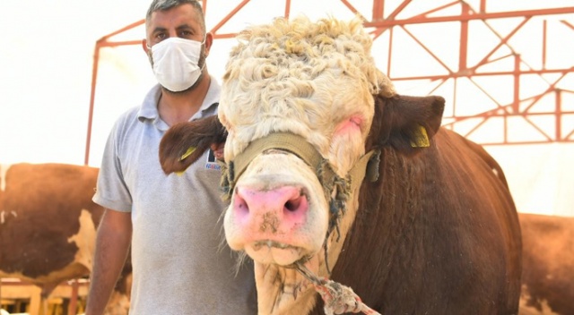 Kurbanlık pazarının 1 ton 200 kiloluk paşası alıcısını bekliyor
