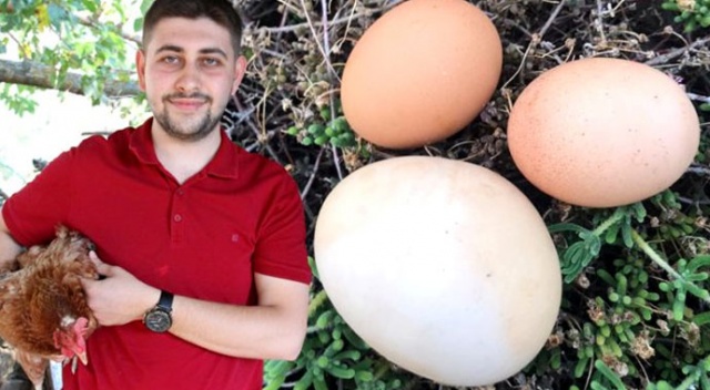 Nadir görülen olay! Dev yumurtanın içinden çıkan şey şaşkına çevirdi... Nadir görülen olay! Dev yumurtanın içinden çıkan şey şaşkına çevirdi...