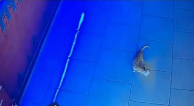 Rusya'da kasadan para çalan kedi suçüstü yakalandı