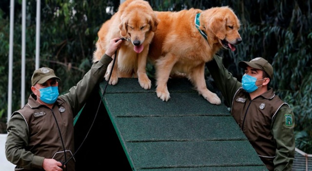 Şili normalleşme için çareyi korona köpeklerinde arıyor Şili normalleşme için çareyi korona köpeklerinde arıyor