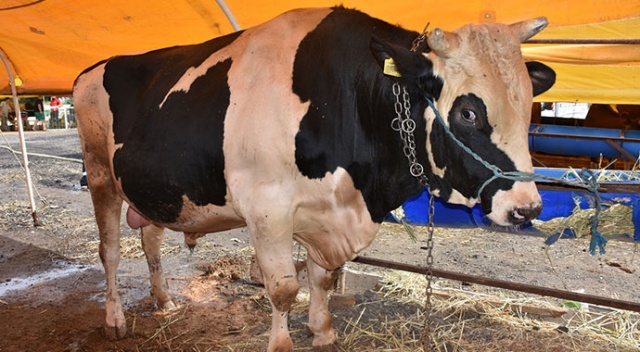Tekirdağ'da 1 ton 200 kilogramlık 'İbocan' adlı dana 24 bin liraya alıcı bekliyor Tekirdağ'da 1 ton 200 kilogramlık 'İbocan' adlı dana 24 bin liraya alıcı bekliyor