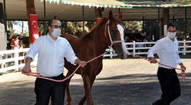 Yarış tayları ev fiyatına satıldı