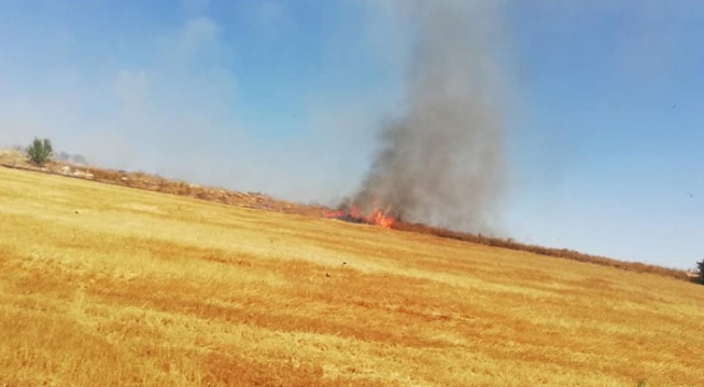 Ateşe verilen tarlalarda kaplumbağalar da yanarak can verdi
