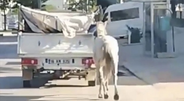 Atı kamyonetin arkasına bağlayıp koşturdu