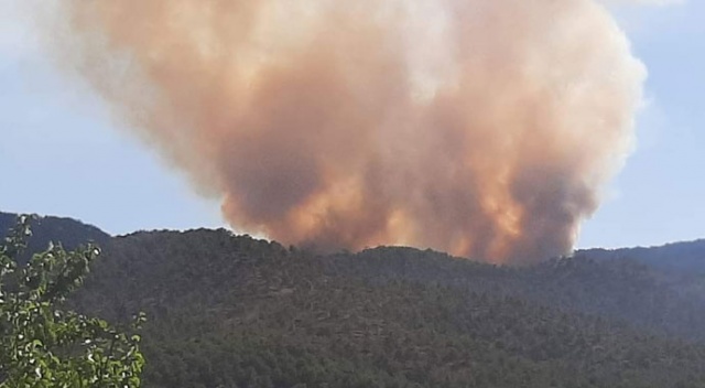 Başkentte ormanlık alanda yangın