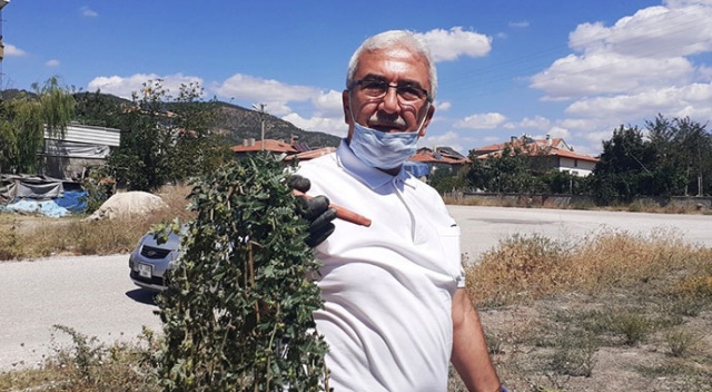 Doğada kendiliğinden yetişiyor, faydaları saymakla bitmiyor