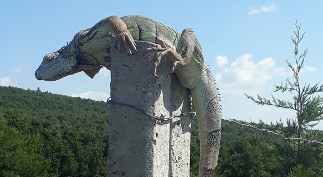 İstanbul'da iguana şaşkınlığı! Koruma altına alındı İstanbul'da iguana şaşkınlığı! Koruma altına alındı