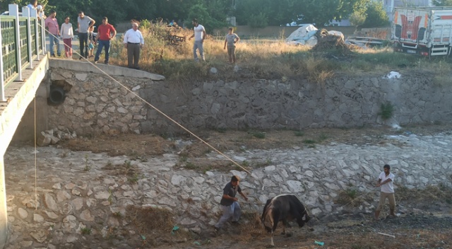 Kaçan kurbanlığı 3 saatin sonunda yakalayabildiler
