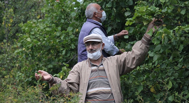 Kilosu 24 lira! Tonlarcası dalında çürüyor