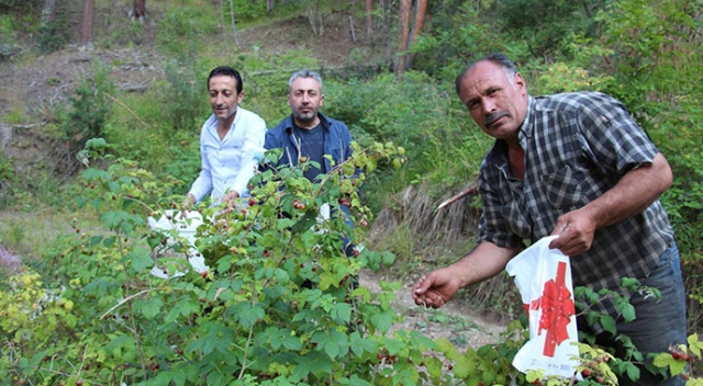 Ormanlardan topluyorlar! Koronadan joğ ile korunuyorlar