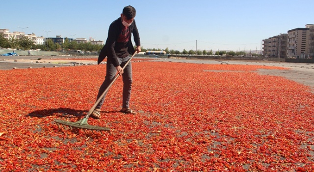 Şanlıurfa isotunun acı telaşı başladı