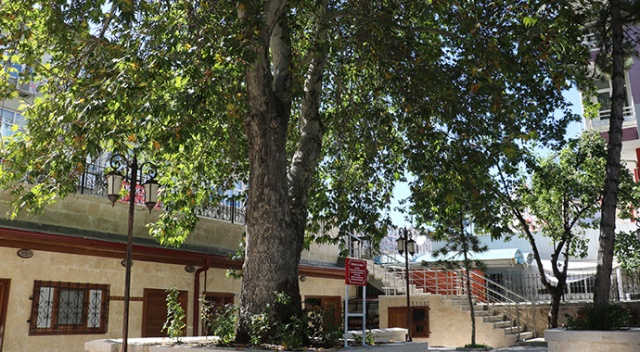 Sivas’ın ilk çınarı zamana meydan okuyor