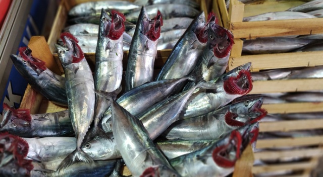 Akçakoca’da palamut 10 TL Akçakoca’da palamut 10 TL
