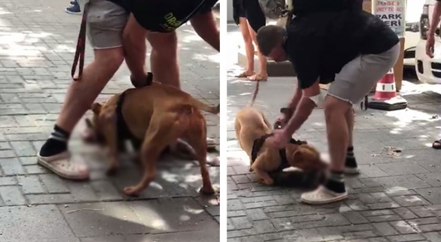 İstanbul’un göbeğinde pitbull dehşeti kamerada: Köpeği vurun