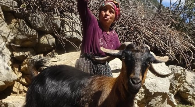 Kurtlar sürüye saldırdı, 5 hayvan telef oldu