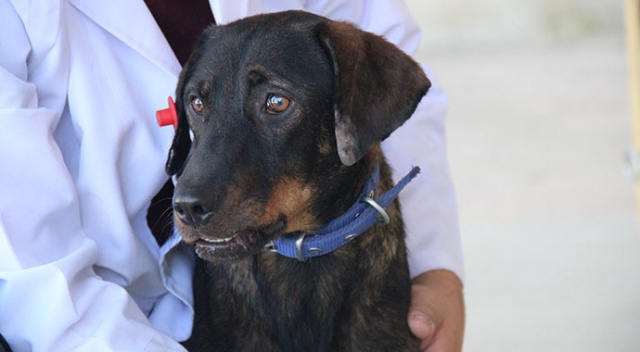 Yaralı rolündeki oyuncuya sarılan köpeği belediye kaptı Yaralı rolündeki oyuncuya sarılan köpeği belediye kaptı
