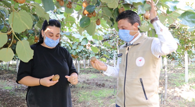 Asgari ücretle çalıştığı işi bırakıp devlet desteğiyle kivi üreticisi oldu Asgari ücretle çalıştığı işi bırakıp devlet desteğiyle kivi üreticisi oldu