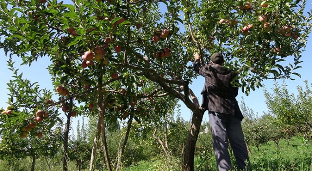 Aynı ağaçta 2 farklı türü birden yetiştirdi! Görenler şaşkınlığını gizleyemiyor