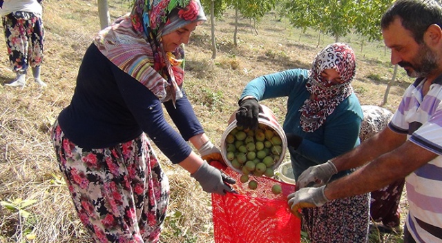 Bursa&#039;da ceviz hasadı başladı! Yaş 6, kuru 17 lira